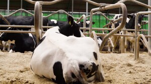 Koe in ligbox met FX-mineralen