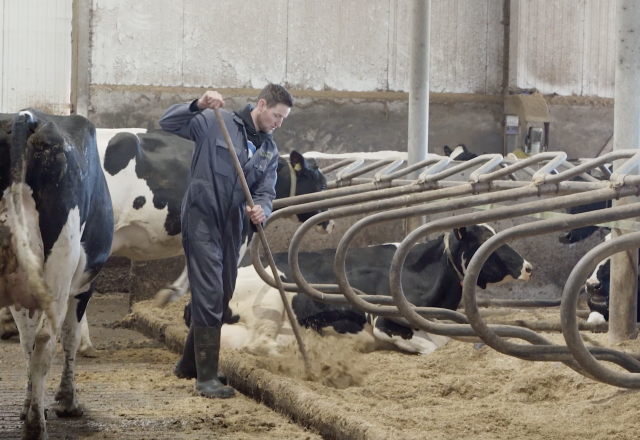 Daling celgetal met kalkstrooisel | Berg Fourage