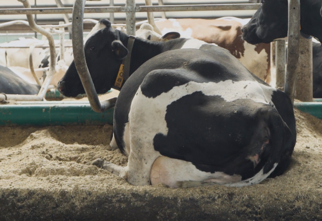 In gesprek met Marcel Rijkers | Veebedrijf Koepon | Berg Fourage
