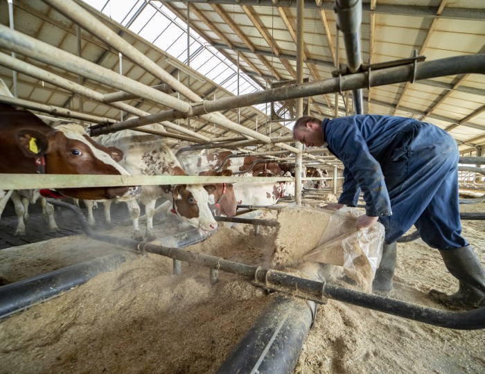 Instrooien stalstrooisel Berg Fourage - 1