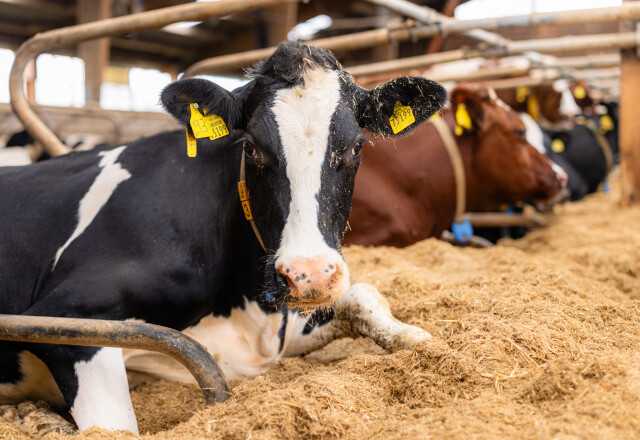 Kalkstrooisels ligboxenstal Berg