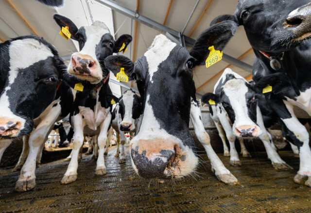 Productkiezer van Berg Fourage - 5